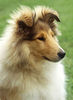 Langhaarcollie Foto: 4 Monate alte Colliehündin (ID 24588) Langhaarcollie Hund