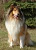 Langhaarcollie Foto: Sable Collierüde (ID 15708) Langhaarcollie Hund