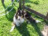 Langhaarcollie Foto: britta (ID 15943) Langhaarcollie Hund