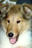 Langhaarcollie Hund