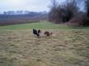 Langhaarcollie Foto: Frei wie der Wind (ID 35168) Langhaarcollie Hund