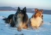 Langhaarcollie Foto: Collies im Schnee (ID 35029) Langhaarcollie Hund