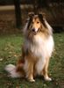 Langhaarcollie Foto: Collie Rüde goldsable auf einem Hundeplatz (ID 8168) Langhaarcollie Hund