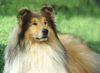 Langhaarcollie Foto: Collierüde auf einer Ausstellung (ID 15354) Langhaarcollie Hund