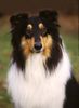 Langhaarcollie Foto: Collie Rüde tricolour auf einem Hundeplatz (ID 8169) Langhaarcollie Hund