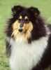 Langhaarcollie Foto: Colliehündin auf einer Ausstellung (ID 15355) Langhaarcollie Hund