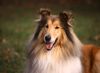 Langhaarcollie Foto: Collie Rüde goldsable auf einem Hundeplatz (ID 8170) Langhaarcollie Hund