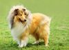 Langhaarcollie Foto: Ein Bild von einem Hund - Rüde auf einer Ausstellung (ID 15356) Langhaarcollie Hund