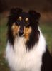 Langhaarcollie Foto: Collie Rüde tricolour auf einem Hundeplatz (ID 8171) Langhaarcollie Hund