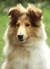 Langhaarcollie Hund