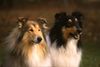 Langhaarcollie Foto: Collie Rüdengoldsable und tricolour auf einem Hundeplatz (ID 8172) Langhaarcollie Hund