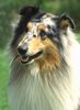 Langhaarcollie Hund