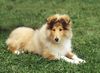 Langhaarcollie Hund