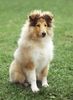 Langhaarcollie Hund