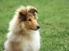 Langhaarcollie Hund