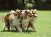 Langhaarcollie Hund