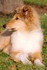 Langhaarcollie Hund