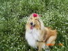 Langhaarcollie Foto: Beautyful Prinzessin (Tiffy) (ID 29699) Langhaarcollie Hund