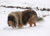 Langhaarcollie Foto: Mein Collie-Rüde Andy beim (ID 11482) Langhaarcollie Hund