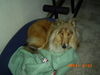 Langhaarcollie Foto: Bin ich nicht Süß (ID 29671) Langhaarcollie Hund