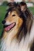 Langhaarcollie Hund