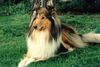 Langhaarcollie Hund