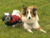Langhaarcollie Foto: bele mit (ID 35310) Langhaarcollie Hund