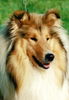 Langhaarcollie Foto: Collies vom Schloß Elkofen (ID 24258) Langhaarcollie Hund