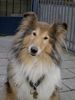 Langhaarcollie Foto: Welcome! (ID 16901) Langhaarcollie Hund
