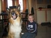 Langhaarcollie Hund