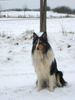 Langhaarcollie Foto: Tricolour Collierüde Ajax (ID 9221) Langhaarcollie Hund