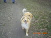 Langhaarcollie Hund