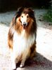 Langhaarcollie Foto: Gespannte Aufmerksamkeit (ID 11483) Langhaarcollie Hund