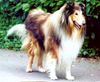 Langhaarcollie Foto: Mein Lieblingsbild von Andy (ID 11484) Langhaarcollie Hund