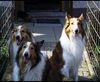 Langhaarcollie Foto: Karlchen mit Mama Asta und Bruder Akeem (ID 39324) Langhaarcollie Hund