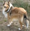 Langhaarcollie Hund