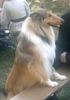 Langhaarcollie Hund