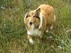 Langhaarcollie Hund