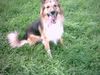 Langhaarcollie Foto: das ist Basko, mein collie-schäferhund mischling nachdem ich std. lang mit ihm getobt habe (ID 19589) Langhaarcollie Hund