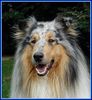 Langhaarcollie Hund