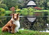 Langhaarcollie Hund