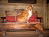 Langhaarcollie Foto: Bessy (11 Jahre alt) (ID 46058) Langhaarcollie Hund
