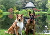 Langhaarcollie Foto: Bessy (11 Jahre alt) (ID 46059) Langhaarcollie Hund
