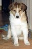 Langhaarcollie Hund