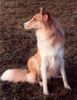 Langhaarcollie Hund