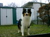 Langhaarcollie Hund