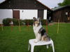 Langhaarcollie Foto: Ein American Collie in blue-merle (ID 44851) Langhaarcollie Hund