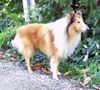 Langhaarcollie Hund