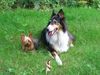 Langhaarcollie Foto: Britta + Jacky (ID 15942) Langhaarcollie Hund