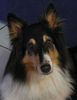 Langhaarcollie Foto: Porträt von Britta (ID 13463) Langhaarcollie Hund
